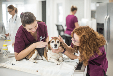 Vet Nurses Checking on Beagle Senior Dog