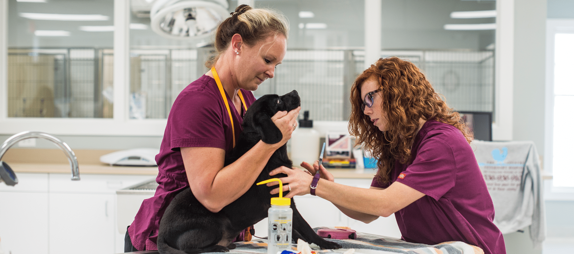 The Country Veterinary Hospital employees with dog on exam table