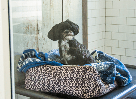 Animal Hospital Tour The Inn Dog In Dog Bed