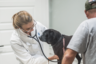 Vet Checking on Dog's Heartbeat