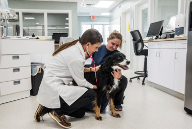 Vet Checking on Dog