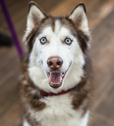 Husky Dog at Veterinary Hospital