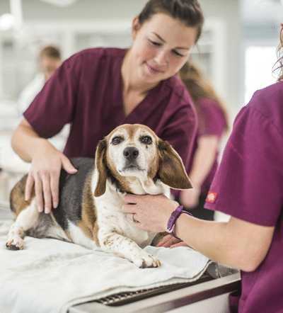 Veterinary Staff with Beagle Dog