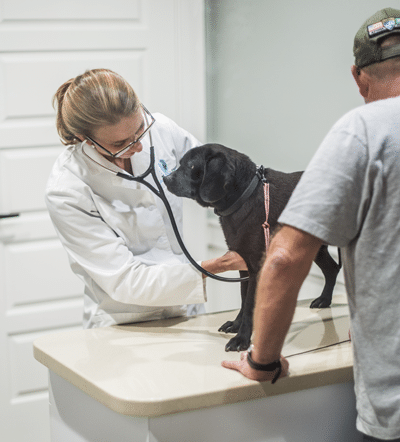 Veterinarian Performing Advanced Diagnostics on Dog