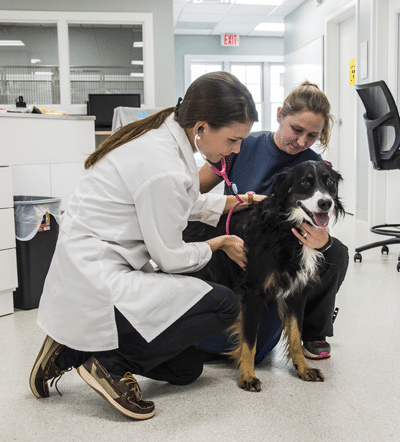 Veterinarian Listening to Dog Heartbeat at Veterinary Hospital