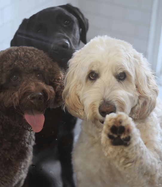 The Country Veterinary Hospital Dog Inn Guests