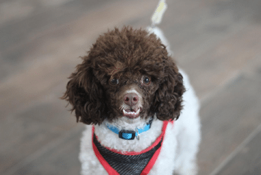 Poodle Dog Showing Teeth Dental Preventative Care