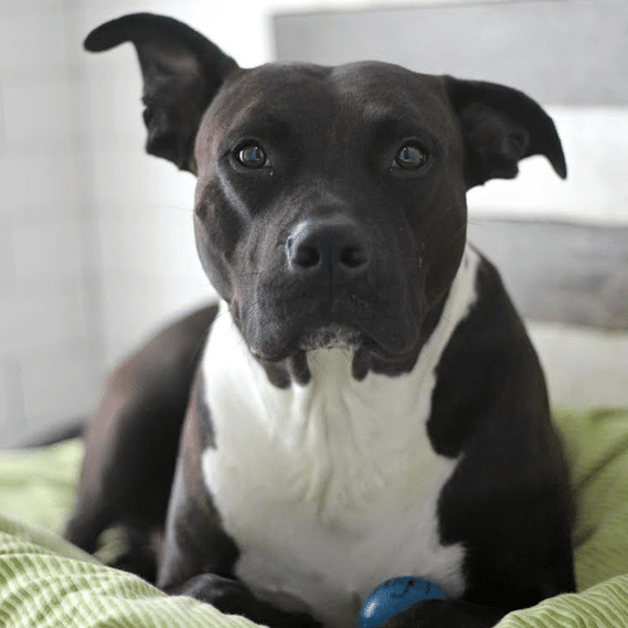 Pitbull Dog Boarding