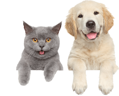 The Country Veterinary Hospital Home | Animal Hospital in Mocksville NC