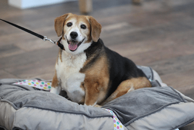 Beagle Dog on Dog Bed