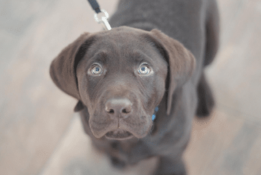 Brown Lab Puppy Preventative Care